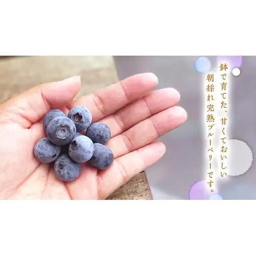 ≪先行予約≫【 訳あり 】 朝採れ 完熟 ブルーベリー 1050g ( 350g × 3パック ) 【 2026年 7月中旬頃より発送開始 】