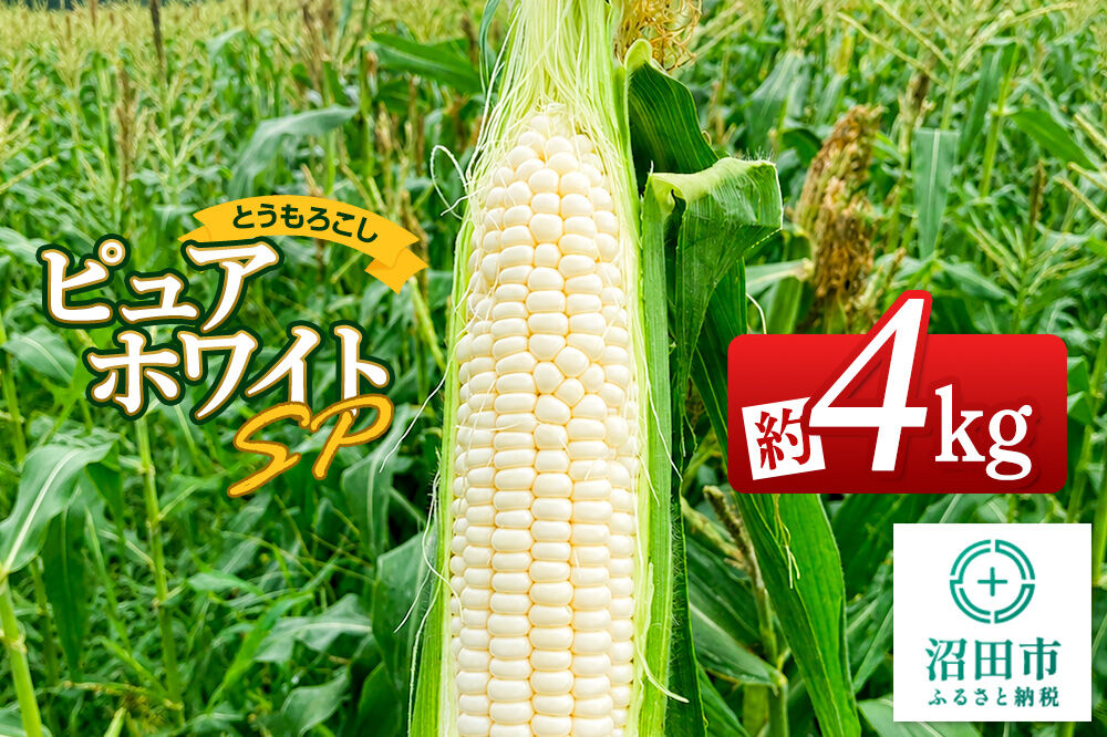 《7月下旬〜9月上旬発送》とうもろこし ピュアホワイトSP 約4kg（8〜12本）山口いちご園