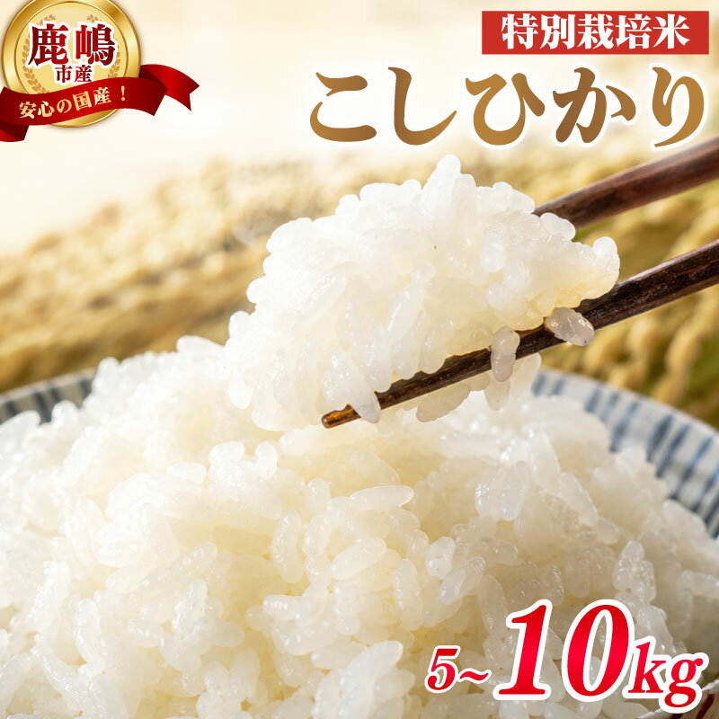 【ふるさと納税】 特別栽培米 こしひかり 5kg 10kg 令和7年度産 米 白米 国産 精米 ブランド米 お米 コシヒカリ 美味しい 米 米5kg 米10kg こしひかり5kg こしひかり10kg ご飯 ごはん お弁当 kome おいしい 送料無料 kosihikari 数量限定 koshihikari 農家直送 茨城県 鹿嶋市