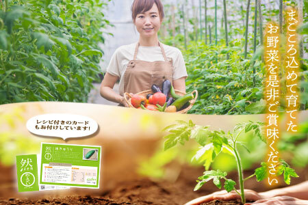 【定期便 全6回】畑から直送  季節のお野菜セット Mサイズ 