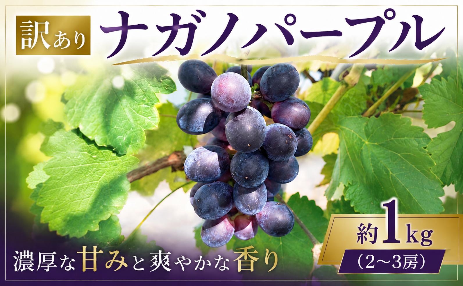 
                  【 2026年先行予約 】 ナガノパープル 訳あり ぶどう 種なし 約 1kg 2～3房 葡萄 種無し フルーツ 果物 くだもの 旬 グレープ 新鮮 ジューシー デザート スイーツ 期間限定 数量限定 産地直送 送料無料 千葉県 旭市 株式会社 はなわ農園 hnw015
                