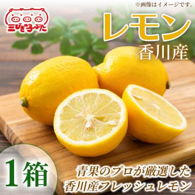 ふるさと納税 香川県 【爽やかな香り】香川産フレッシュレモンで料理やドリンクに彩り レモン 1箱