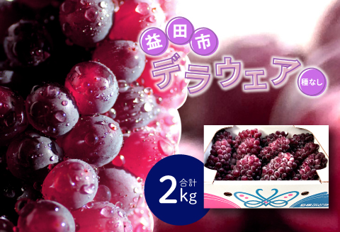 B-545 【先行予約】今が旬！デラウエア 2kg【ぶどう デラウェア 先行予約 期間限定 季節限定 早期予約 果物 くだもの フルーツ 葡萄 ブドウ】