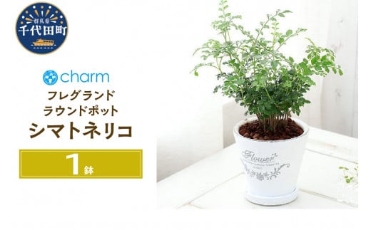 
観葉植物 シマトネリコ フレグランドラウンドポットＸＳ植え（１鉢） 受皿付 セラミス 北海道冬季発送不可 群馬県 千代田町 インテリア ナチュラル 自然 プレゼント ギフト 贈答用 送料無料 趣味 風水 緑 人気 オススメ 初心者 玄関 自家栽培 株式会社チャーム
