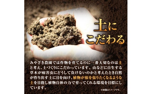 乾燥にんにく 約1kg みやざき農園《6月下旬-10月末頃出荷》 にんにく ニンニク 国産 乾燥にんにく ガーリック---sh_miyafarm_30d_23_9000_1kg---