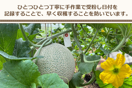 関根農園の日光産「青肉メロン」1玉【2026年9月初旬より順次発送】｜先行予約 メロン 果物 くだもの フルーツ スイーツ 青肉 日光市産 栃木県産 国産 [0851]