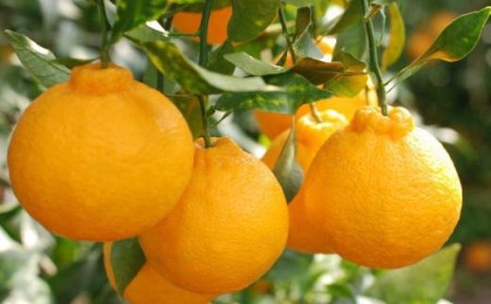 【お味濃厚】紀州有田産の大玉デコポン約5kg(12玉～15玉入り・青秀以上) ※2024年1月中旬～2024年3月下旬頃に順次発送予定【tec811】