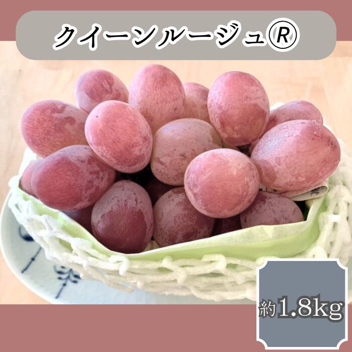 【ふるさと納税】クイーンルージュ(R) 約1.8kg 9月中旬より発送 長野県 信州 南信州 高森町 農家直送 果物 くだもの ぶどう 旬のぶどう【配送不可地域：離島】