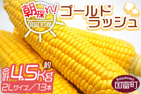 予約受付！＜朝採れ！国富町産ゴールドラッシュ4.5kg2Lサイズ13本＞2025年5月下旬～7月上旬迄に順次出荷【 とうもろこし スイートコーン 先行予約 野菜 穀物 甘い トウモロコシ 数量限定 】