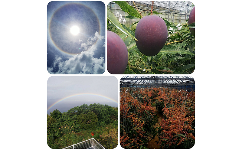 2025年発送【陽月農園】　家庭用マンゴー 約2kg 期間限定 数量限定 先行予約 フルーツ 果物 南国 プレゼント お土産 おみやげ ギフト くだもの 季節 おきなわ 青果 デザート おすすめ 人気