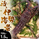 【ふるさと納税】 活き 伊勢海老 高知県産 700g～900g 1.2kg ～ 1.5kg 活 えび エビ いせえび 高級 鮮魚 イセエビ 海鮮 魚介 刺身 焼き物 汁物 ギフト 贈答 贈り物 祝い 歳暮 中元 高知 天然 海の幸 高知県 須崎市 グラタン ボイル おせち 料理 味噌汁 みそ汁