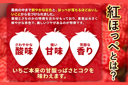 いちご イチゴ 苺 紅ほっぺ 500g (9-12粒) 木村農園《1月上旬-3月中旬頃出荷》｜いちご苺イチゴいちご苺イチゴいちご苺イチゴいちご苺イチゴいちご苺イチゴいちご苺イチゴいちご苺イチゴいちご苺