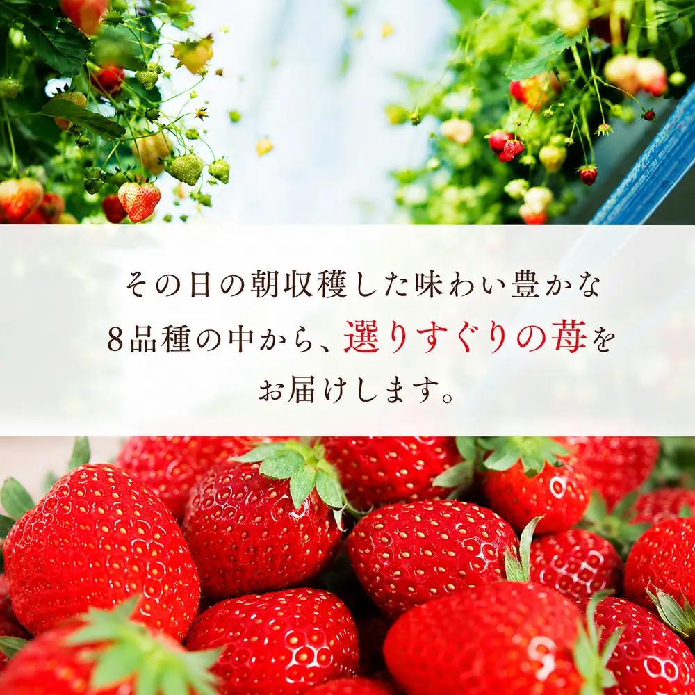 大粒 いちご 9粒 種類お任せ 旬 【先行予約 1月から発送】