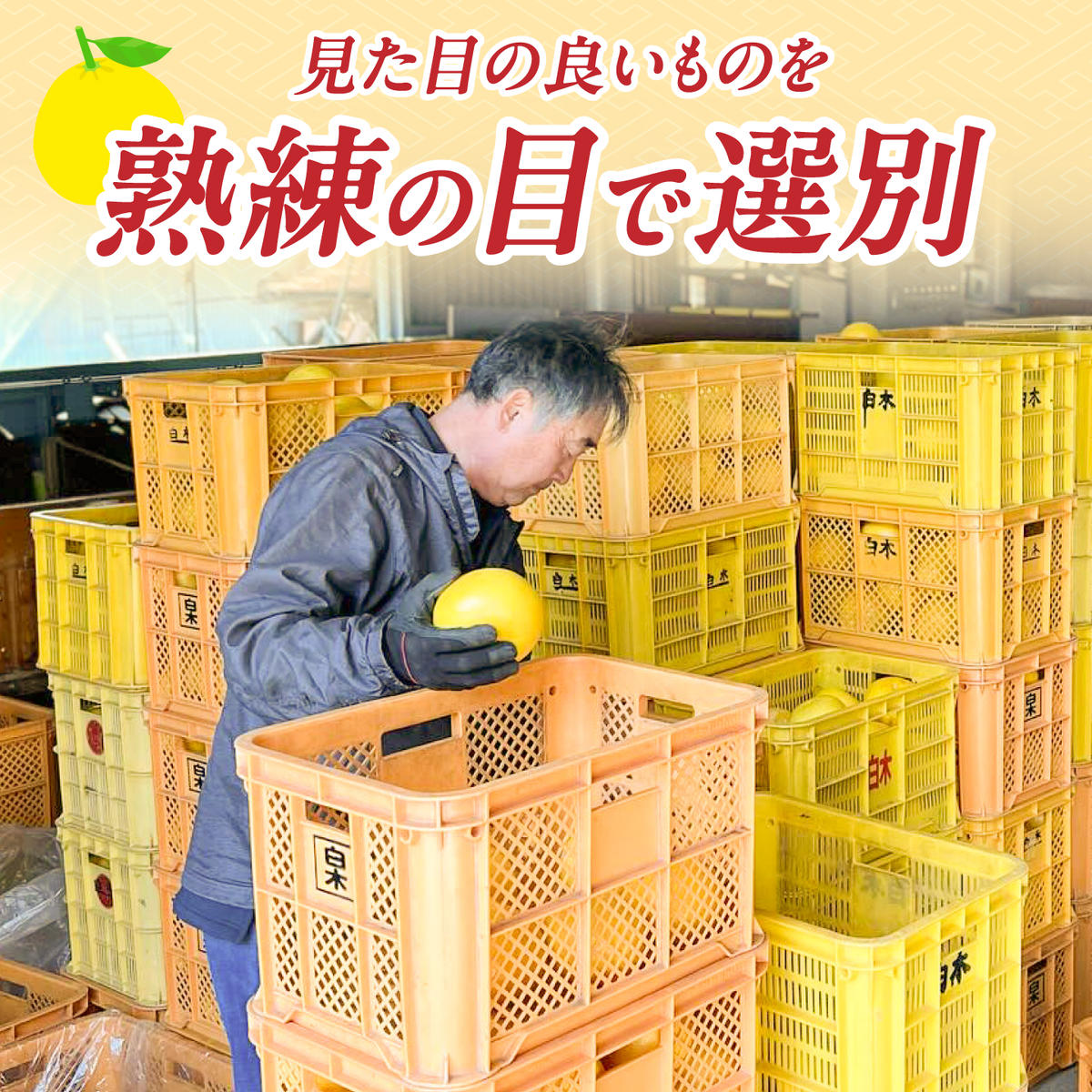【先行予約】＼果樹園直送／贈答品 土佐文旦 約10kg  大玉 4L～3Lサイズ (13～18個入り)〈2027年2月中旬～3月中旬頃発送〉 高知県 土佐市【白木果樹園】 [BQAI004]
