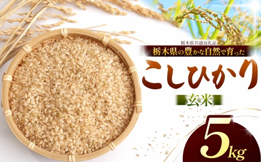 【先行予約】 こしひかり（玄米）約 5kg 栃木県共通返礼品｜コシヒカリ 米 玄米 おいしい お米 こめ おこめ  国産 ごはん ご飯 白飯 米 おこめ 限定 ランキング 人気  ふるさと 納税 栃木県 那珂川町 送料無料
