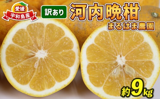 河内晩柑 9kg 愛媛みかん まるはま農園 先行予約 訳あり 晩柑 かわちばんかん 和製 グレープフルーツ 愛媛蜜柑 果物 くだもの フルーツ 柑橘 みかん 蜜柑 mikan 産地直送 農家直送 数量限定 国産 愛媛 宇和島 B010-202003