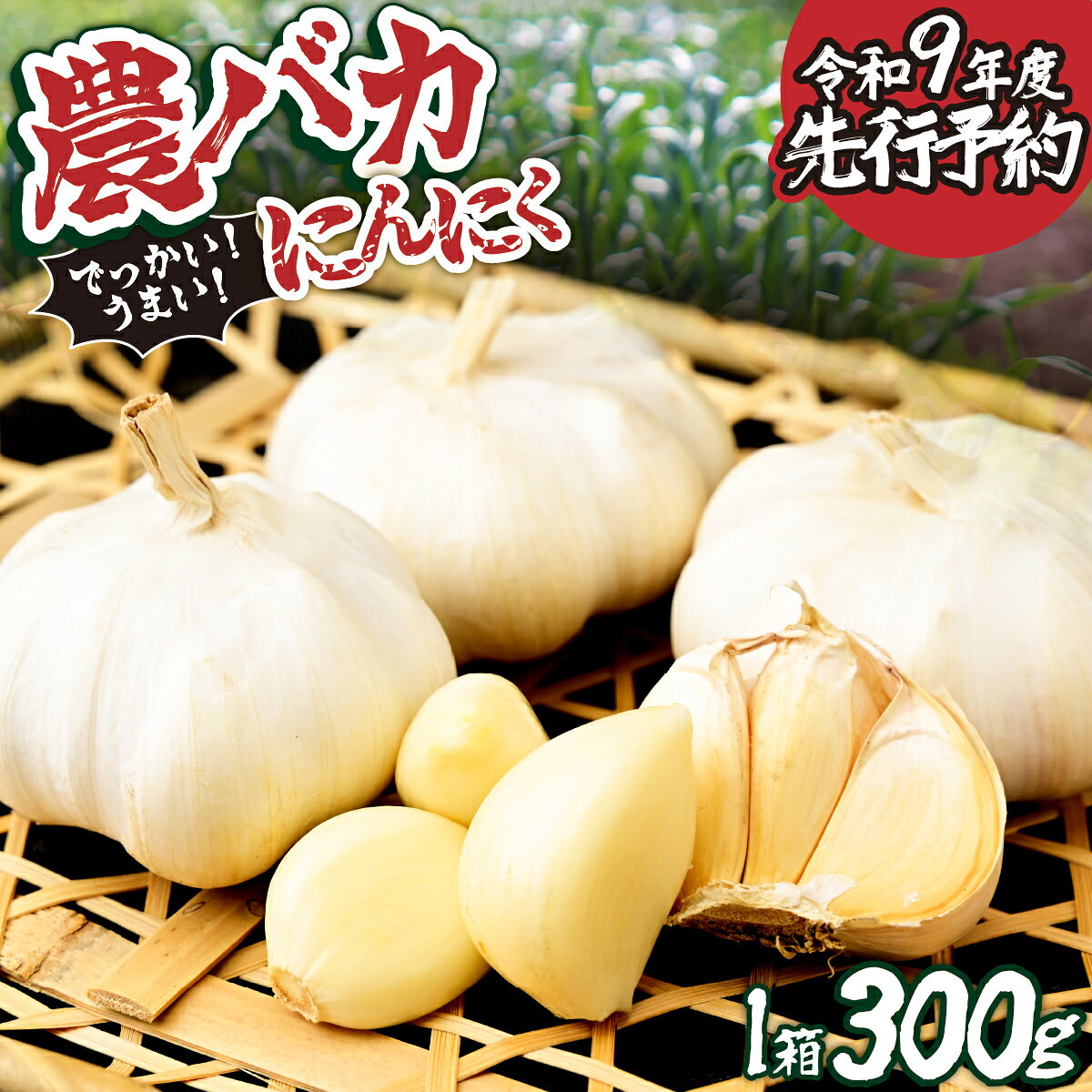 【ふるさと納税】R9年度 先行予約 農バカにんにく 1箱（300g・5～8個） | にんにく ニンニク ガーリック 国産 300グラム 栄養 スタミナ ホイル焼き BBQ アヒージョ ぺペロンチーノ ガーリックシュリンプ 国内 冷蔵 おいしい スタミナ料理 東松山あそび農園 埼玉県 東松山市