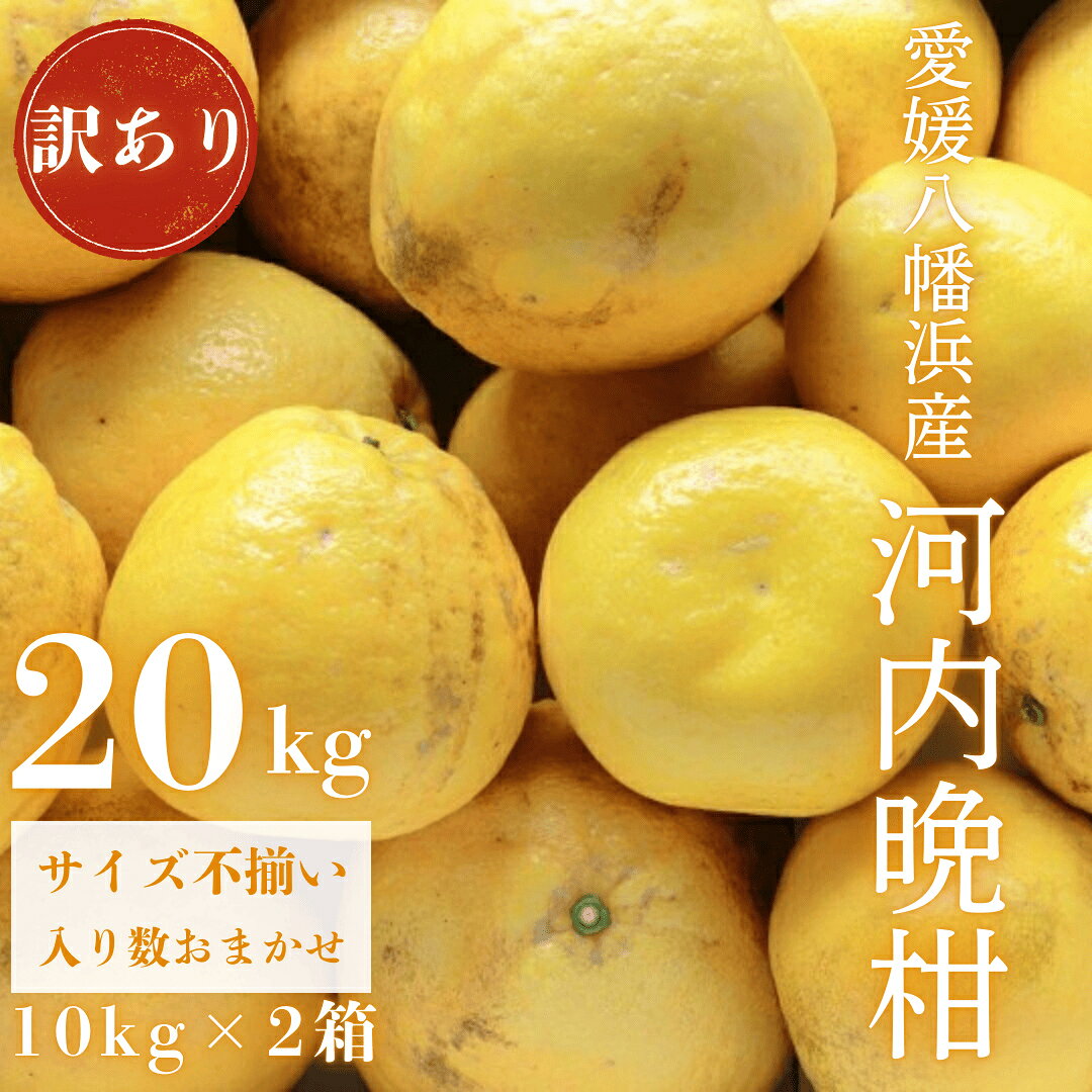 【ふるさと納税】【先行受付】《果汁たっぷりジューシー》産地直送 愛媛八幡浜産 訳あり 河内晩柑20kg【G20-79】_【1621480】 YWTI074