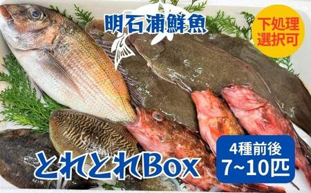 とれとれBox（4種前後 7～10匹）下処理可[ 鮮魚 旬 詰合せ 簡単料理 ] 魚介類 お魚 海鮮 海の幸 とれたて とれたての魚 新鮮 旬の魚 当日発送 季節の魚 魚料理 焼き魚 煮つけ お楽しみ  下処理なし