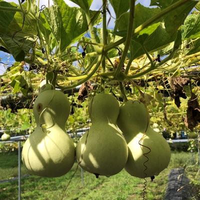 ふるさと納税 十和田市 奥入瀬ランプ　ぜにごけ |  | 01