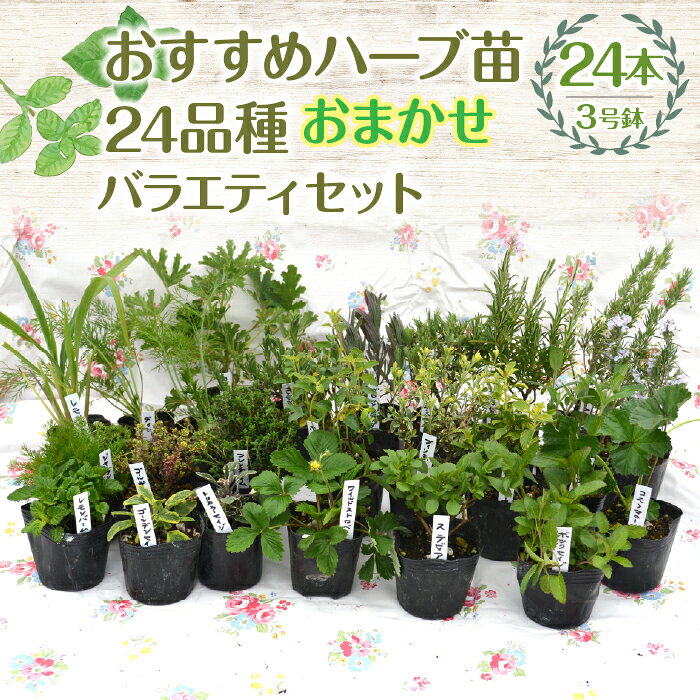 【ふるさと納税】【ハーブショップYOU'樹】【おまかせセット】『ハーブとの出会いから約50年。山梨県唯一の「地域特産物ハーブマイスター」が育てるハーブ苗』おすすめハーブ苗3号ポット24種バラエティセット ふるさと納税 和ハッカ ラベンダー ローズマリー SWBE015