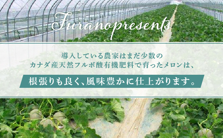 【2024年7月～発送】北海道 富良野市 青肉 メロン 1.6kg 1玉 フェリーチェ ふらの フルーツ 果物 ギフト 数量限定 (フラノプレゼンツ)