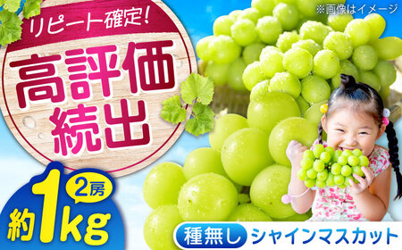 数量限定/9月上旬から9月下旬頃発送 沼隈ぶどう シャインマスカット 約1kg(2房) 広島県福山市/福山市農業協同組合　沼隈グリーンセンター ぶどう ブドウ 葡萄 種なし 大粒 マスカット シャインマスカット [BAEV005]