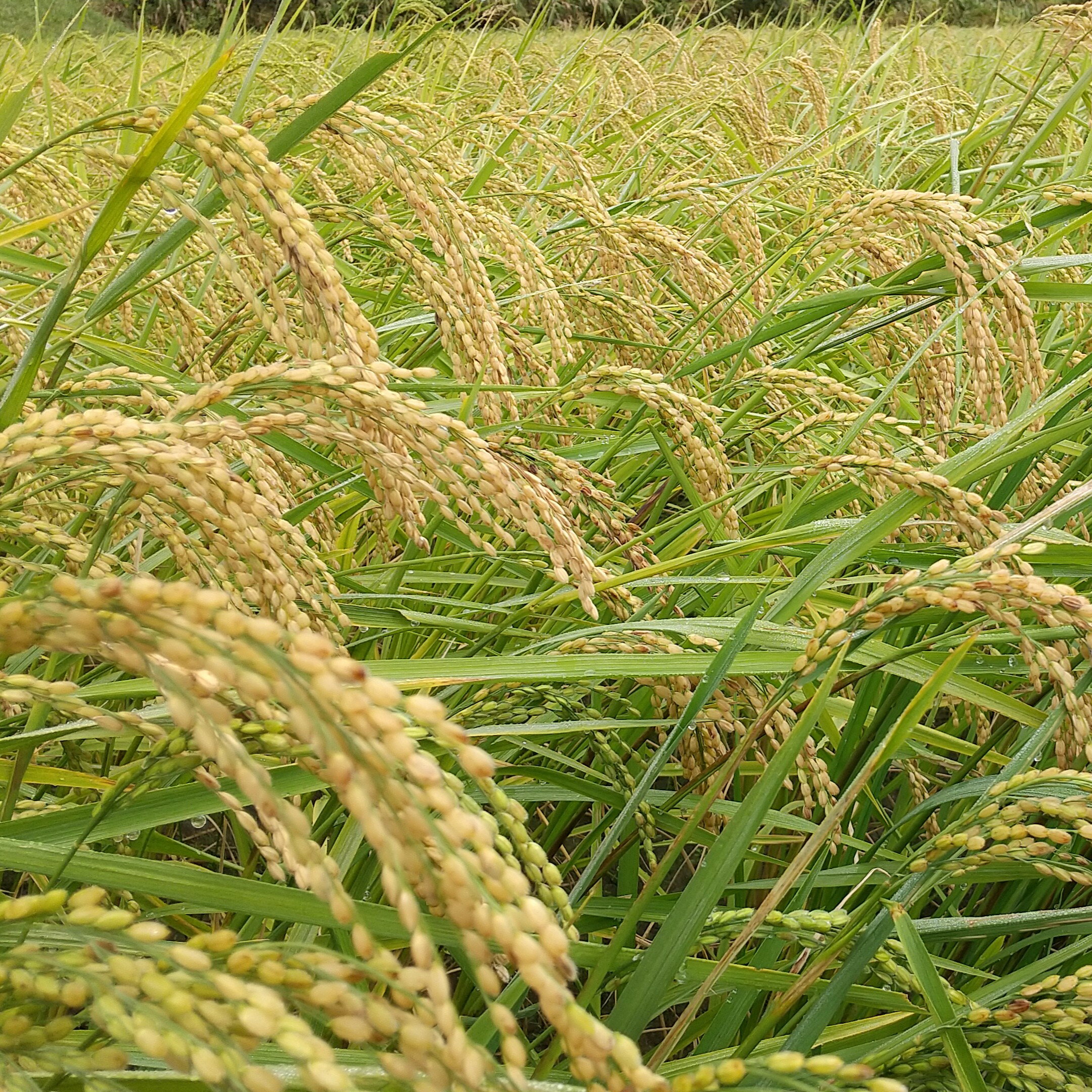 【ふるさと納税】自然栽培米 亀の尾 玄米 5kg ｜ 米 自然栽培 農薬不使用 玄米 亀の尾 銘柄米 幻の米 こめ ご飯 ごはん 長野県 飯田市 信州