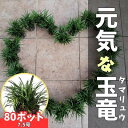 【ふるさと納税】【産地直送】元気なタマリュウ【4月発送】80本セット[約2平方メートル分]【1554839】