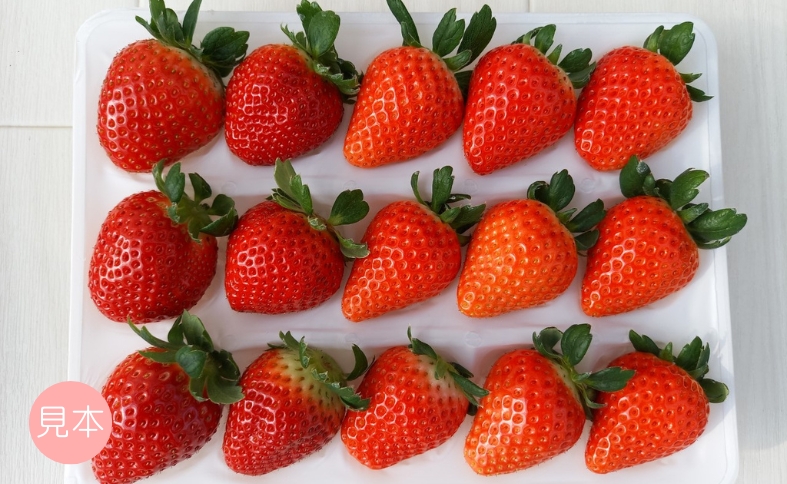 いちご 高級 ぜいたく いちご狩り気分 ランダム 4品種食べ比べセット あまおとめ 紅い雫 さちのか おいCベリー スターナイト かおり野 みくのか 数量限定 農園直送 ギフト 愛媛 人気 伊予市 く