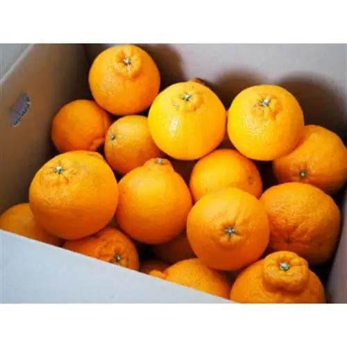 【濃厚春柑橘】有田産不知火約5kg(18玉～28玉おまかせ)　(日高町)【1221746】