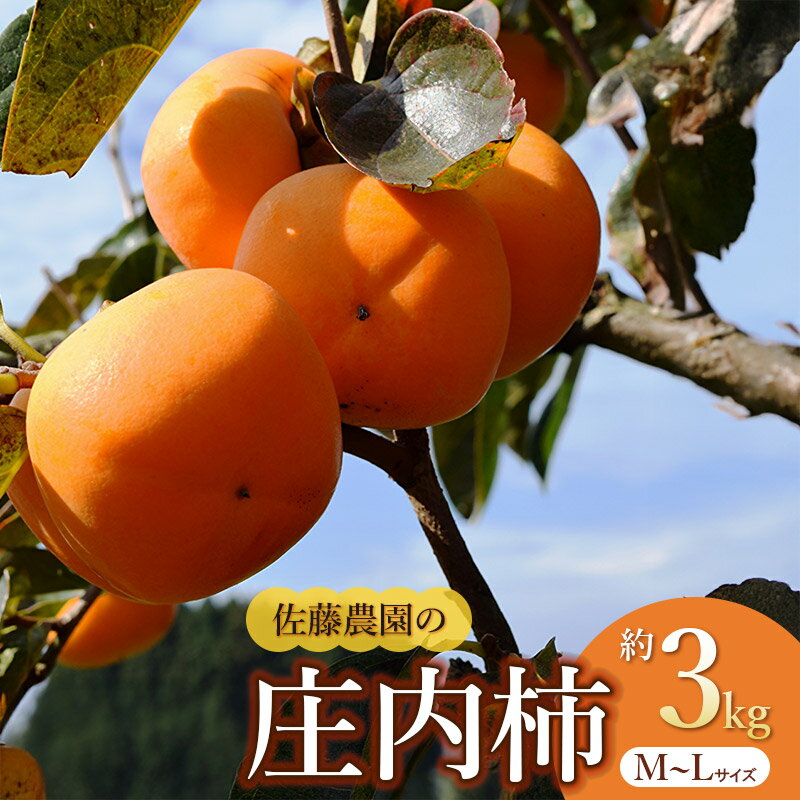 【ふるさと納税】【令和8年産先行予約】庄内柿 M～Lサイズ　約3kg　佐藤農園