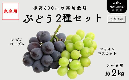 TK35【家庭用】 ぶどう2種セット （ナガノパープル・シャインマスカット） 約2kg ／ 2026年9月中旬～10月上旬頃 配送予定 // 長野県 南信州 種なし 葡萄 セット ナガノパープル シャ