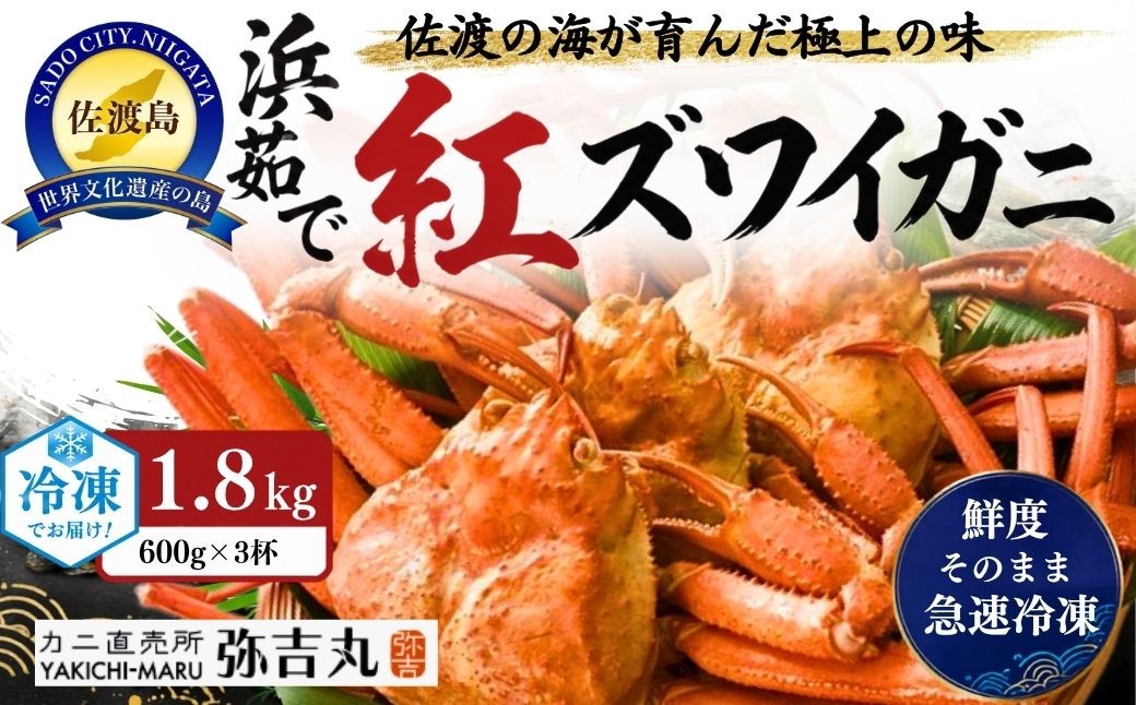 
                  佐渡島産 浜茹で紅ズワイガニ 1杯600g×3杯 冷凍 産地直送 解凍後そのまま | 新潟県産カニ 佐渡産カニ 佐渡島産ずわいがに 紅ズワイガニ 紅ずわいがに ベニズワイガニ ズワイガニ カニ 蟹 かに ボイル 浜茹で 海鮮 魚介 魚介類 にいがた さど 新潟県 佐渡市
                