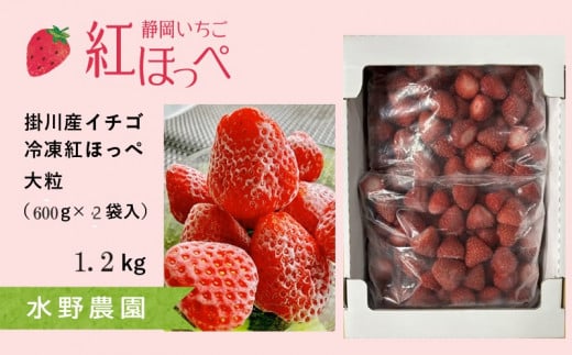 ６０８５　いちご掛川産冷凍イチゴ 600ｇ×2袋 1.2㎏ ( 掛川産 完熟冷凍いちご ・ ヘタなし )・水野農園 ミズノ