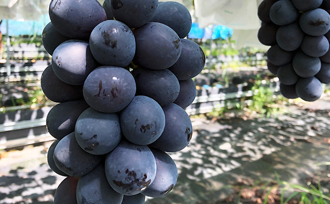 
            【2026年先行予約】厳選 長野県産 ナガノパープル たっぷり3~4房 約2kg 果物 ぶどう フルーツ ブドウ
          