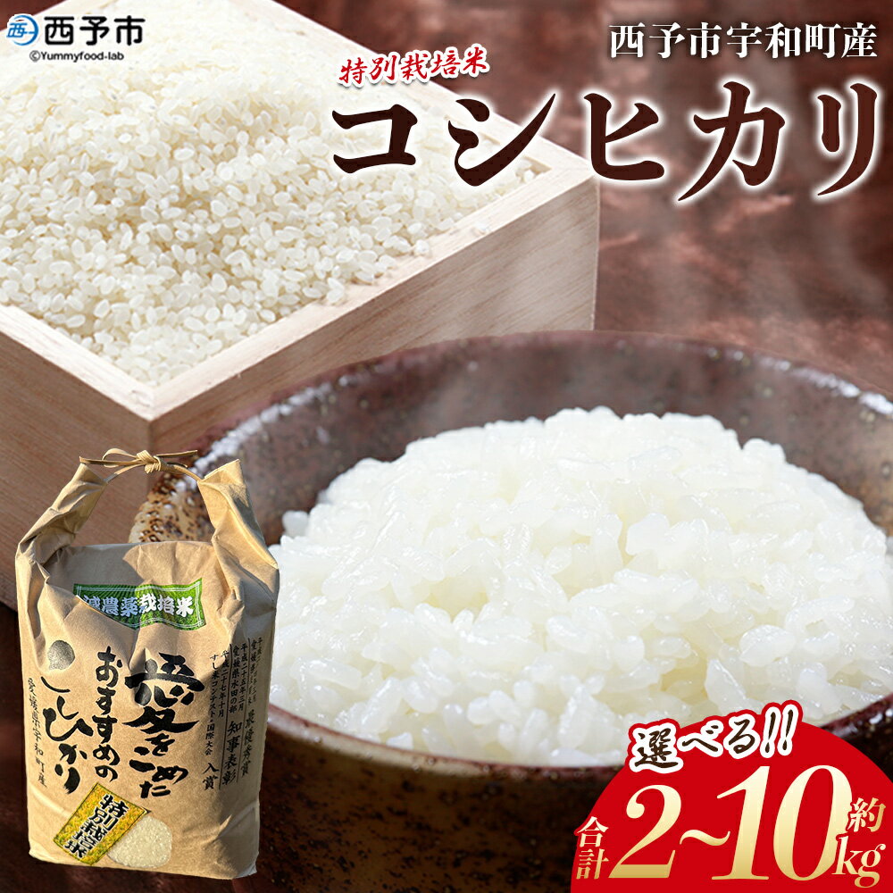 【ふるさと納税】新米＜令和7年産 西予市宇和町産 特別栽培米コシヒカリ 約2/5/10kg＞ お米 コメ こめ 白米 精米 単一原料米 ご飯 白飯 ごはん ライス 穀物 こしひかり コシヒカリ 特産品 愛媛県産 西予市産 宇和町産 三好フク【常温】『2025年9月中旬より順次出荷予定』