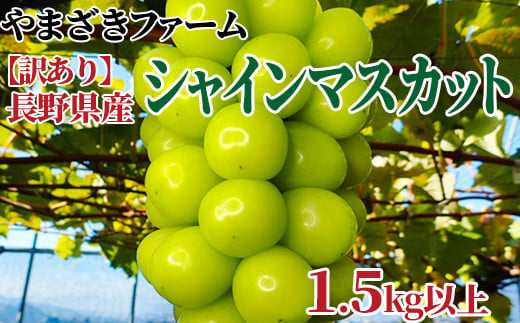 [No.5657-2973]【先行予約】【訳あり】 長野県産 シャインマスカット 1.5kg以上 家庭用《やまざきファーム》■2025年発送■※9月中旬頃～11月中旬頃まで順次発送予定