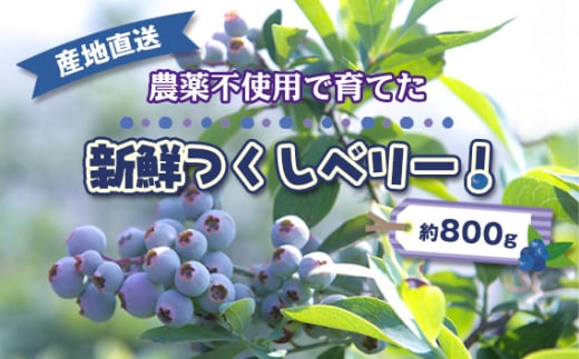 No.488 農薬不使用で育てた新鮮つくしベリー！　産地直送　約800g ／ ブルーベリー 農園 自然 農薬不使用 ラビットアイ系 手摘み 果物 フルーツ