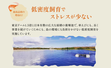 2025年 先行予約 車えび 3kg 竹富島産 冷凍 エビ