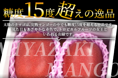 数量限定★2026年発送＜宮崎県産 完熟マンゴー 太陽のタマゴ A等級 4Lサイズ×2玉（合計約1kg）＞2026年4月上旬～6月末迄に順次出荷【 果物 青果 マンゴー フルーツ マンゴー 太陽のタマ