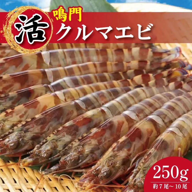 【指定日必須】 活き車海老 250g 約7尾～10尾 クルマエビ