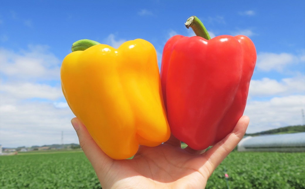 北海道栗山町産 土で育てた匠のパプリカ 6玉【池田農林】