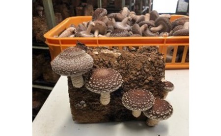 乾し椎茸セット