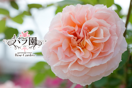 ＜予約受付＞2026年6月より発送　花巻温泉バラ園 オリジナル品種「ミラクルローズ90」　新苗　【1999】