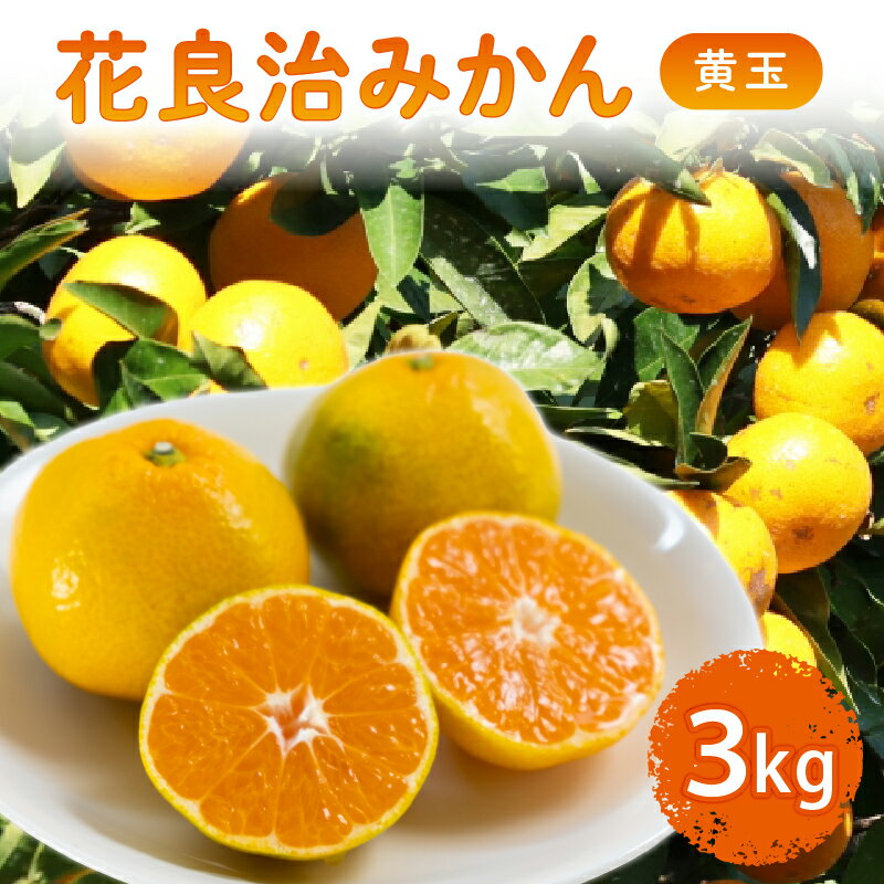 【ふるさと納税】 【12月中旬より出荷開始】 数量限定 花良治みかん 黄玉 3kg ケラジ ミカン 柑橘 果物 くだもの 季節限定 期間限定 数量限定 旬 限定 国産 贈答 ギフト 贈り物 プレゼント 高知県 室戸市