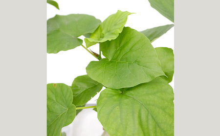 沖縄の観葉植物 フィカス ウンベラータ6号 ラスターポット 観葉植物