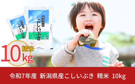 新米 新潟県産 こしいぶき 10kg 令和7年産  精米  [株式会社白熊]