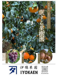 【2026年先行予約】 種なし巨峰 約2kg 【2026年8月から順次発送予定】 ぶどう 葡萄 果物 愛媛 人気 伊豫果園 伊予市｜B389