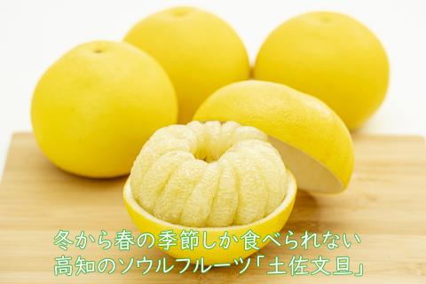 【令和7年産　先行受付開始！】千光士農園の土佐文旦　5kg(ご家庭用スレキズあり)